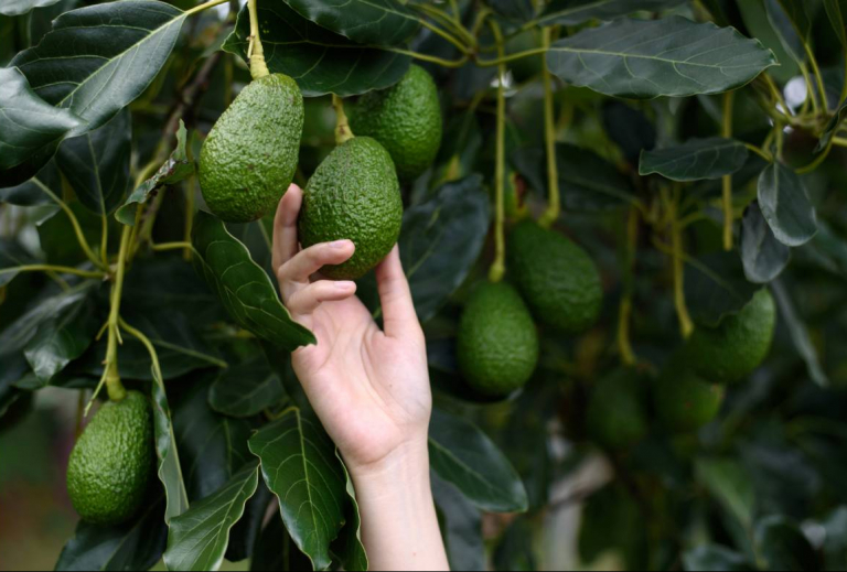 How much water does avocado farming consume?