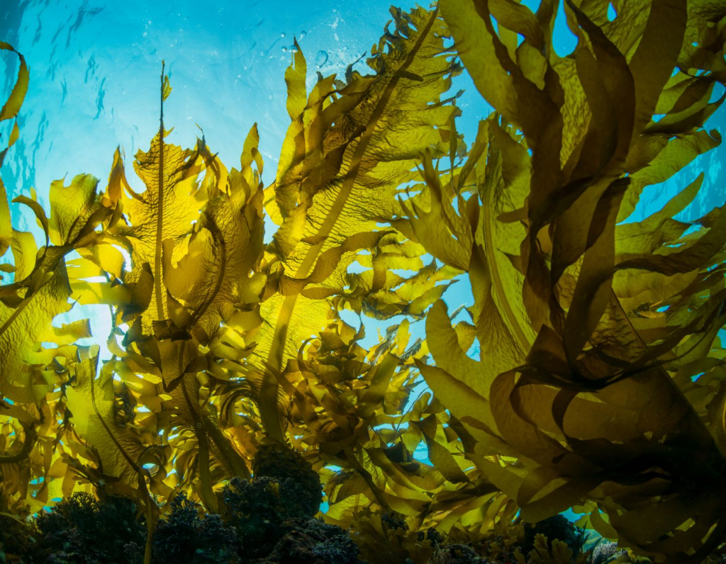 How kelp forests are helping to tackle climate change