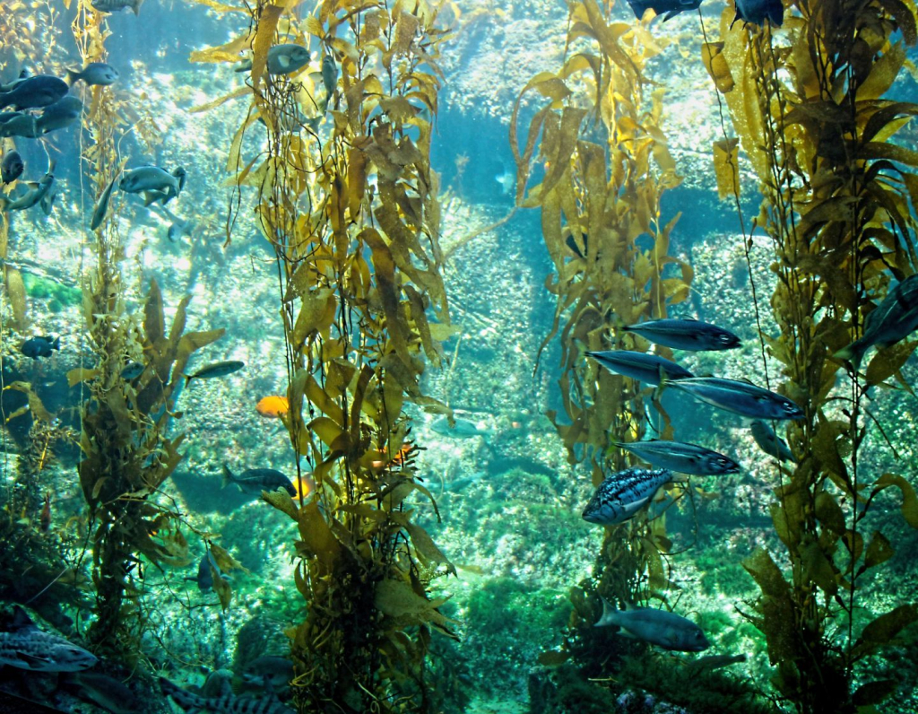 How Kelp Forests Are Helping To Tackle Climate Change